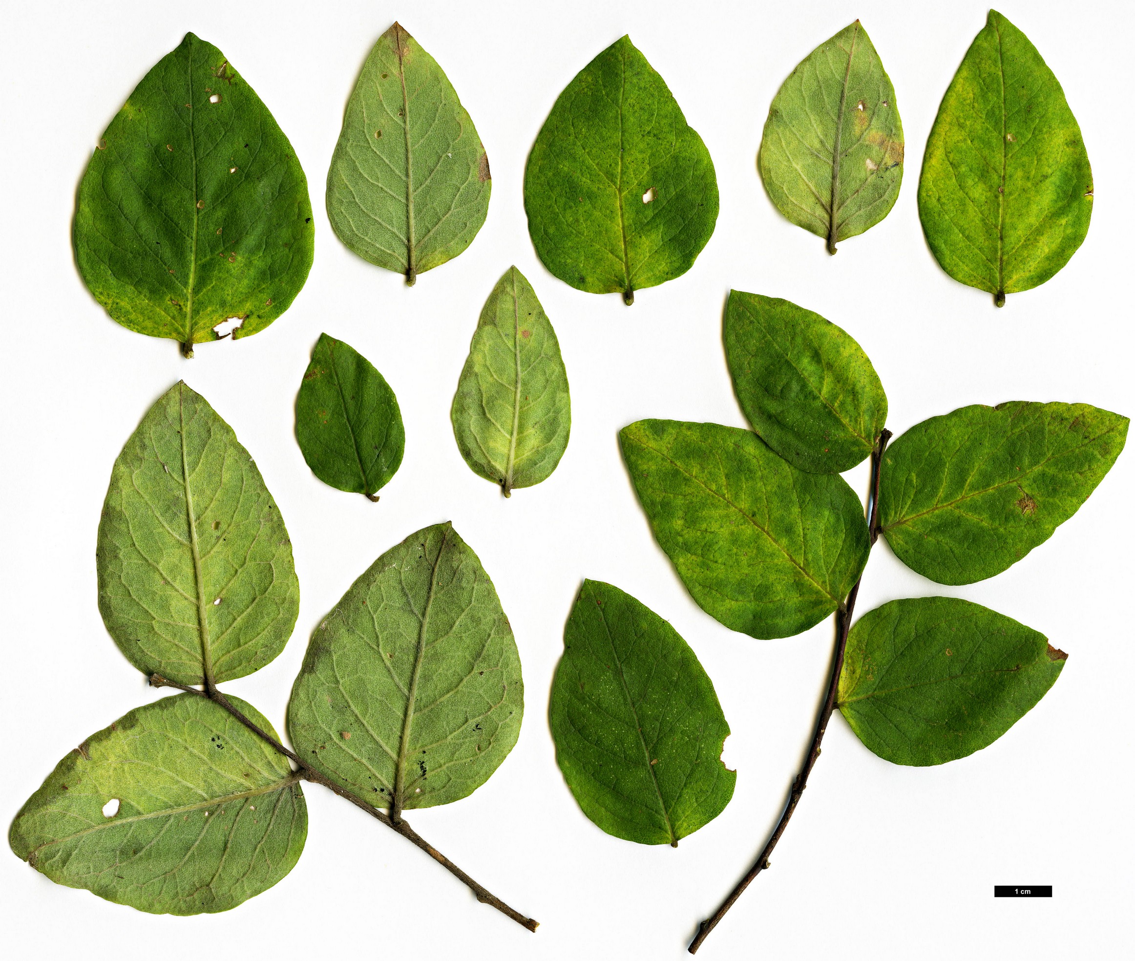 High resolution image: Family: Thymelaeaceae - Genus: Wikstroemia - Taxon: sikokiana